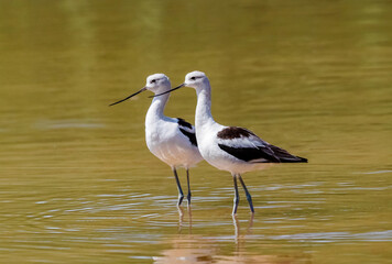 A pair of beautiful American Avocets elegantly posing in a golden yellow lake.