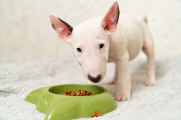 a mini bull terrier puppy eats special food from a green bowl. 