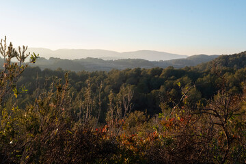 Paisaje de bosque mediterraneo
