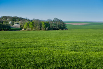 green field with spring cereals and a grove with flowering trees