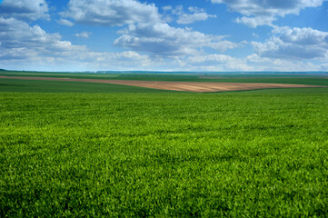Fototapeta na wymiar green field of winter wheat, early spring with beautiful sky