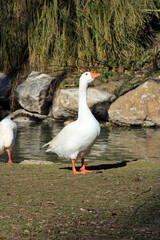 White goose with its neck extended on the shore of a lake