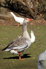 Gray goose on a single leg on the shore of a lake