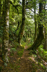 The Ruapani Track, a long walking track through the rainforest of Te Urewera National Park, North Island, New Zealand,
