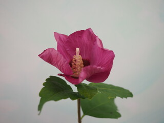 Hibiskus oder auch Eibisch mit großen rosa Blüten