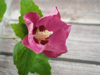 Hibiskus oder auch Eibisch mit großen rosa Blüten