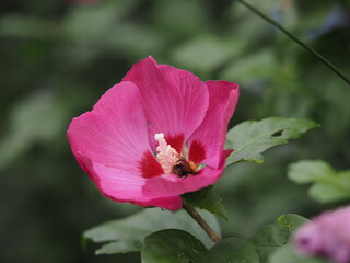 Hibiskus oder auch Eibisch mit großen rosa Blüten