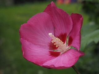 Hibiskus oder auch Eibisch mit großen rosa Blüten