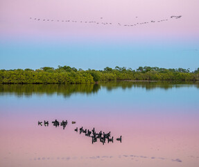 Floating Coots and flying Ibis birds at dusk, Merrit Island National Wildlife Refuge