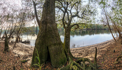 Tree lined Suwanee River shore, autumn, near Bell, Florida