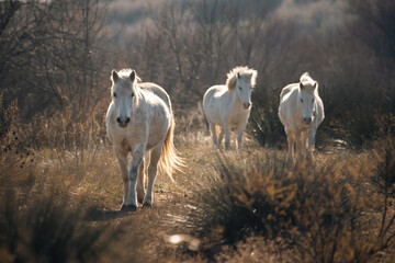 trois chevaux blancs camarguais marchent dans les herbes hautes des marais camarguais
