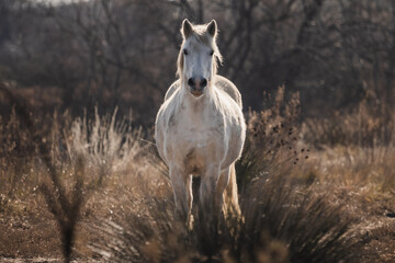 un cheval blanc camarguais de face en automne 