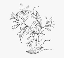 Trendy wedding flowers for logo or decorations. Hand drawn line wedding decoraton, elegant leaves for invitation save the date card. Botanical rustic trendy greenery