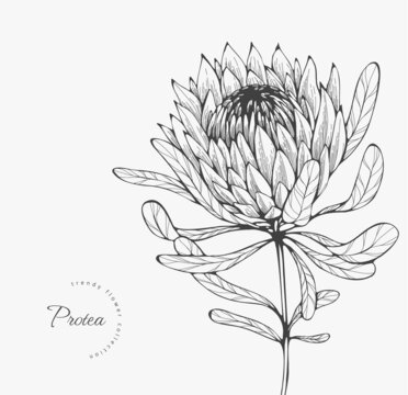 Trendy wedding flowers for logo or decorations. Hand drawn line wedding decoraton, elegant leaves for invitation save the date card. Botanical rustic trendy greenery