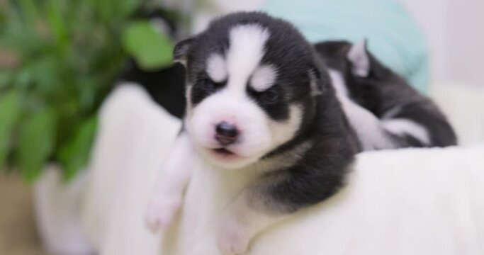 Cute newborn black and white fur husky pupies with little blond child boy are playing in the box