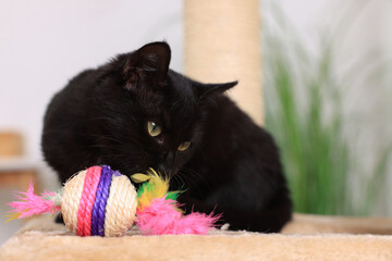 Adorable black cat playing with toy at home. Space for text
