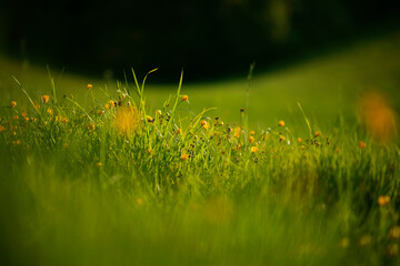 Meadow on a sunny day