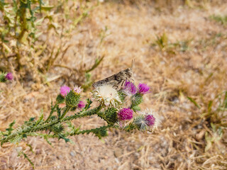 Grashüpfer auf einem Diestelzweig auf einer trockenen Wiese