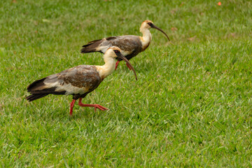 Theristicus caudatus. Duas aves chamadas Curicaca caminhando sobre o chão gramado.