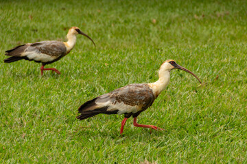  Theristicus caudatus. Duas aves chamadas Curicaca caminhando sobre o chão gramado.