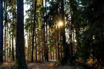Sunny forest with pine and spruce tree.