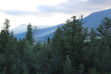 pine trees and mountains