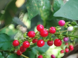 berries on a bush