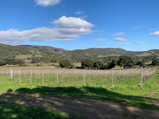 vermentino vineyard in berchidda, sardinia, italy