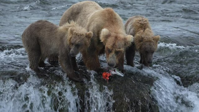 Mother Brown Bear with cubs eating fish - Slow Motion