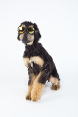 Young purebred Afghan Hound dog with sunglasses and white background