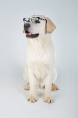 Purebred labrador retriever seated with glasses  background white