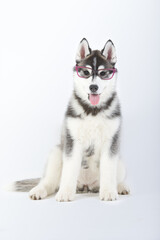 Siberian husky purebred dog puppy seated with glasses in studio white background