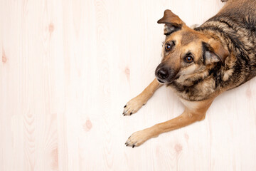 portrait of a dog looking up on a light background with copy space