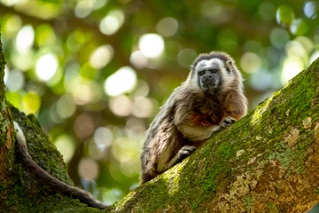 Zelfklevend Fotobehang cute small brown grey titi monkey white-footed tamarin endemic from tropical exotic forest of Colombia sitting on green tree with moss. Nature of Latin America © Evgenia