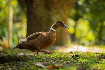 beautiful brown duck with white line on the neck walking on green grass in sunny day in a park. Colombia botanic garden
