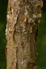 Detalhe da textura de um tronco com casca seca e musgo. 