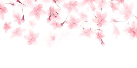 Naklejka premium 桜 春 花 背景