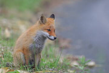 【北海道】キタキツネ