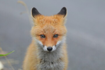 【北海道】キタキツネ