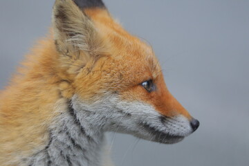 【北海道】キタキツネ