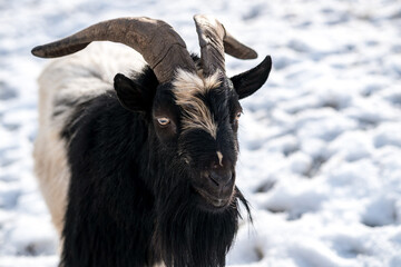 Rescued goats in a vegan friendly sanctuary farm. Kozi pelisek, In the Czech Republic