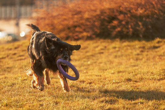 Male Dog Hovawart Gold And Black Happily Arriving With A Fetch