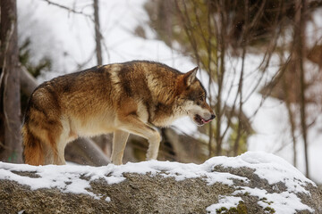 male Eurasian wolf (Canis lupus lupus) sneaking and preparing to go after prey in the winter wilderness