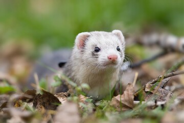 Curious young ferret first time outdoor.  