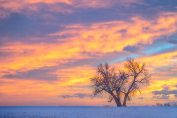 Fototapeta na wymiar A Lone Winter Tree with a Colorado Colorful Sunset