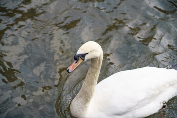Fototapeta premium close up head shot of a white swan (Cygnus olor) on the river Avon in Wiltshire