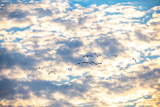 Silhouette of birds flying in the sky with cloud in the background