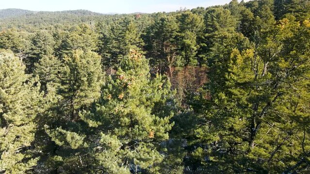 View from above. Korean cedar pine. Ripe cones of Far Eastern cedar. Close-up.