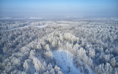 Fototapeta na wymiar Aerial photo of birch forest in winter season. Drone shot of trees covered with hoarfrost and snow.