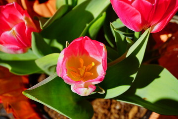 pink tulip flower bloom in winter of Florida